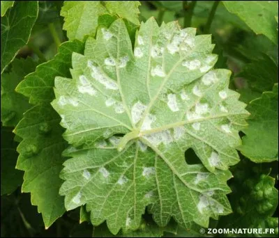 Quel est l'autre nom de la 'maladie du blanc' ?