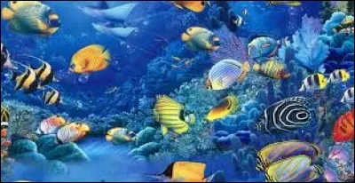 Parmi ces animaux marins, lequel se déplace grâce à une sorte de moteur à réaction ?