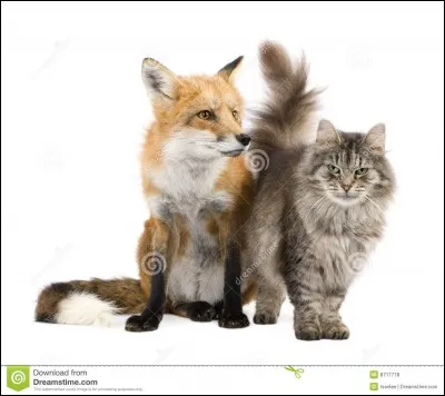 Lequel est un animal domestique ?