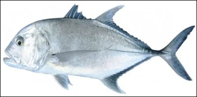 Quel est ce poisson carnassier ?