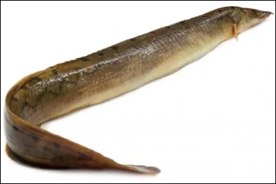 Quel est ce poisson carnassier ?