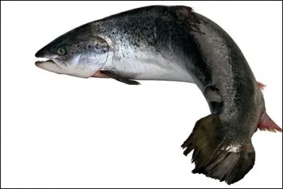 Quel est ce poisson carnassier ?