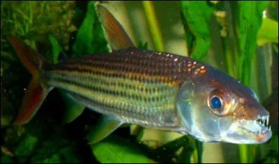 Quel est ce poisson carnassier ?