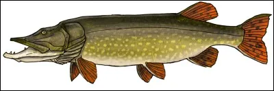 Quel est ce poisson carnassier ?