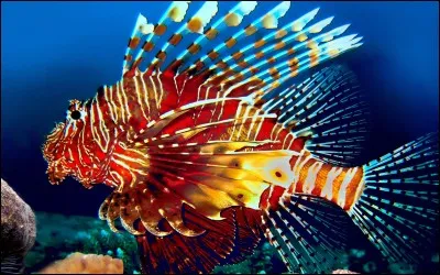 Quel est ce poisson carnassier ?