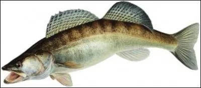 Quel est ce poisson carnassier ?