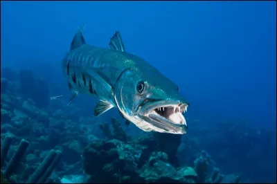 Quel est ce poisson carnassier ?