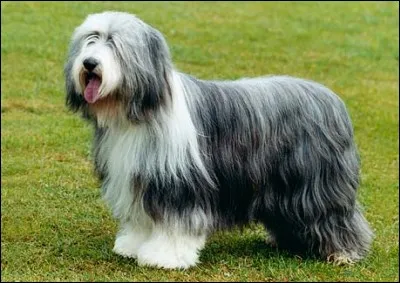 Ce chien barbu à grande tête possède deux épaisseurs de poils. Celui d'en dessous est doux comme de la fourrure, celui sur le dessus est un peu ondulé. Un compagnon idéal pour les enfants, car il est d'un caractère très doux.