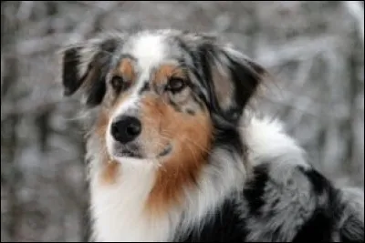 C'est un chien actif qui gardait très bien les troupeaux. Très sociable, frimousse adorable et yeux en amandes, il aime jouer avec les enfants. Attentif, fidèle et attaché à son maître. Un des chiens préférés des sportifs.