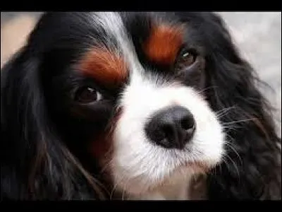 Chien obéissant. Pour la famille, il est l'excellence. De toute beauté, avec son poil long et soyeux, ses franges, ses grands yeux qui le font ressembler à un doux clown.