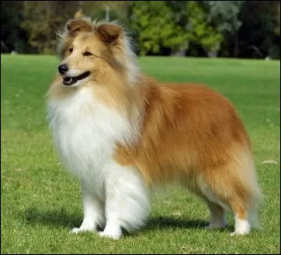 Il a une tête allongée et étroite ; il ressemble à un jeune colley avec son long poil. C'est un chien doux, amical et loyal qui fait un bon gardien pour sa famille.