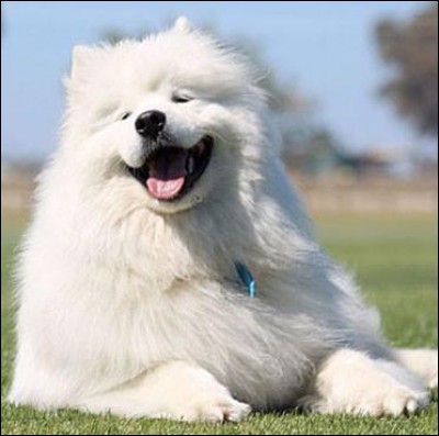 C'est un chien nordique qui arbore toujours ce beau sourire caractéristique et cette magnifique fourrure blanche. C'est important de lui apprendre que c'est vous le chef de la meute.