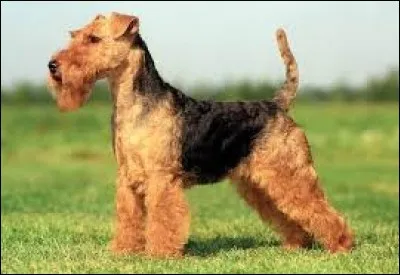 C'est un chien enthousiaste et joueur, roux et noir comme celui-ci ou tout noir. Il faut l'éduquer de près, fermement, mais doucement.