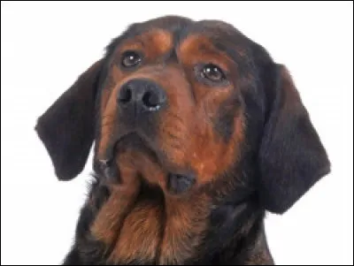 Beau chien, bas sur pattes, yeux bruns, truffe noire et longues oreilles pendantes au bout arrondi, il n'a pas son pareil. Il a du caractère et il demande un maître ferme.