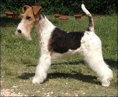 Il a l'air d'un ''toutou'' avec un fond blanc tacheté de marron et noir, mais il bouge beaucoup plus qu'une peluche ! Il a des yeux pleins de vivacité et d'intelligence.