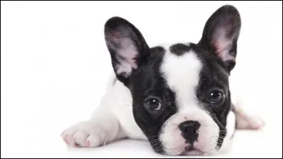 Ce petit clown, oreilles redressées, est un fidèle compagnon plein d'entrain : il est dévoué à son maître et on se doit de lui tenir compagnie.