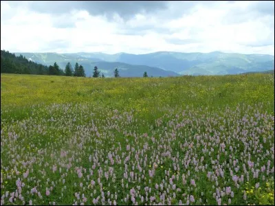 Il y a un __ et une ferme à côté de chez moi !