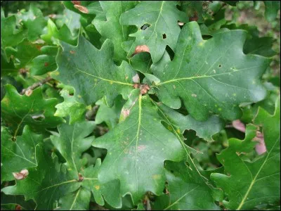 Enfin, la dernière, c'est donc...