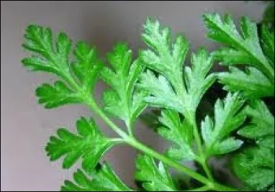 Quelle est est cette plante ?