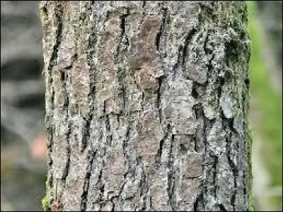Quelle est cette écorce ?