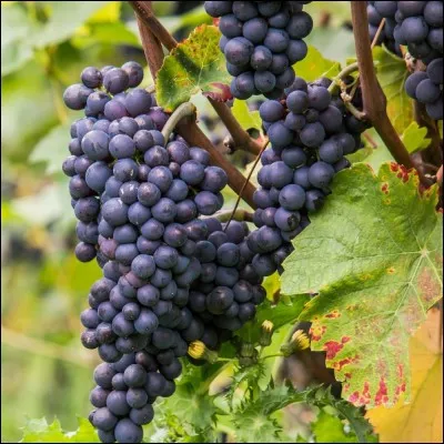 Je travaille la vigne. Je suis...