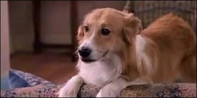 Comment se nomme le chien des Buchman dans "Dingue de toi" ?