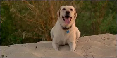 A qui appartient Vincent dans "Lost : Les Disparus" ?