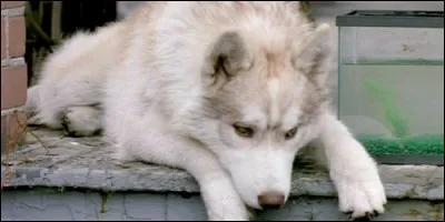 Dans quelle série retrouve-t-on un loup, nommé Diefenbaker, et son maître Benton Fraser ?