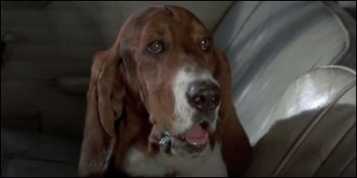 Quelle est la race de chien du lieutenant Columbo dans le série éponyme ?