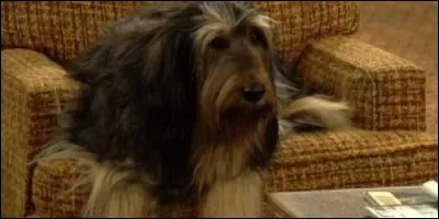 Comment se nomme le chien de la famille Bundy dans "Mariés, deux enfants" ?