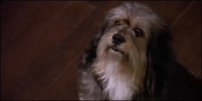 Dans la série "Pour l'amour du risque", Février est le chien de Jennifer et Jonathan :