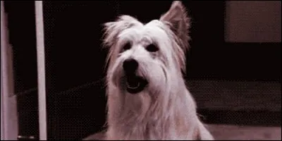 Happy fait partie de la famille Camden dans :