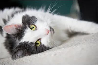 Quel est ton grade ?