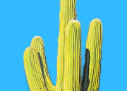 Quiz Les cactus en 10 questions