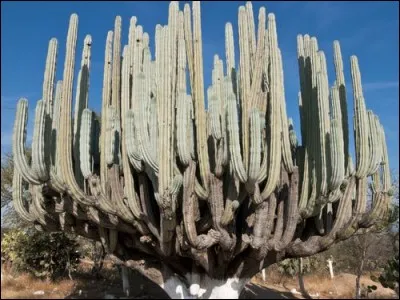 Quelle est la hauteur du plus grand cactus mesuré ?
