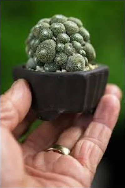 Quel est le cactus le plus petit ?