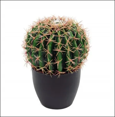 Les cactus poussent principalement dans...