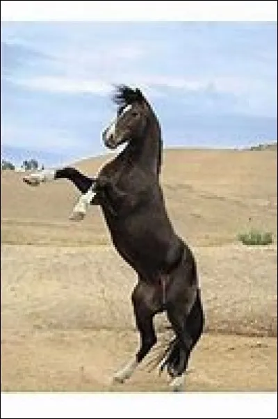 Que fait ce cheval ?