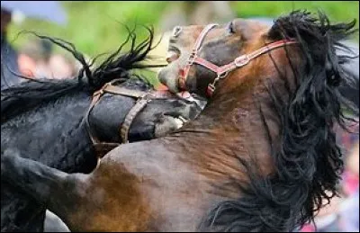Quand des chevaux se battent que faut-il faire ,