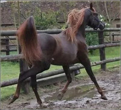 Quelle est la robe du cheval sur la photo ?