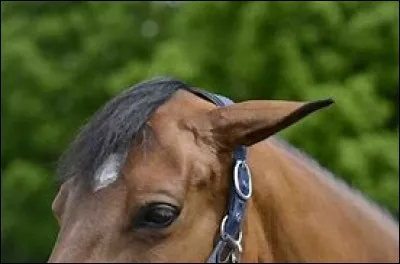 Sur la photo le cheval est-il en confiance ?