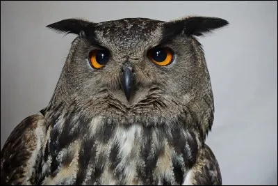 Quel type d'animal préfères-tu ?