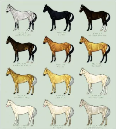 Quelle est ta robe de cheval préférée ?
