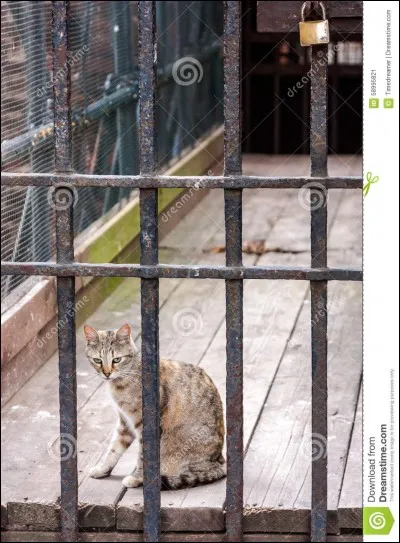 Lesquels ont été les victimes d'Étoile du Tigre ?