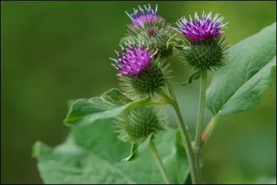 Quelle plante médicinale soigne les morsures de rats ?