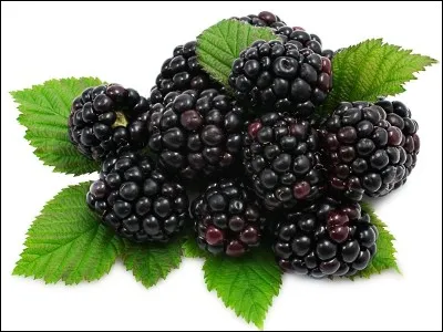 Quelle est la traduction du mot "mûre" ?