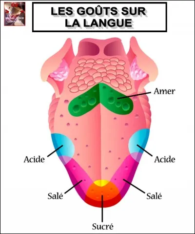 Que préfères-tu comme goût ?