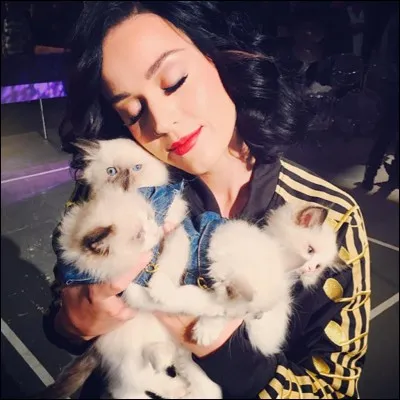 Comment s'appelle le chat adoré de Katy ?