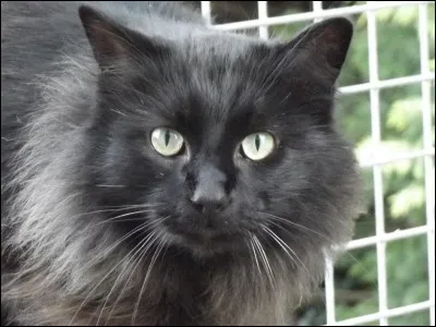 Quelle est la race de ce chat ?