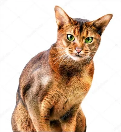 Quelle est la race de ce chat ?